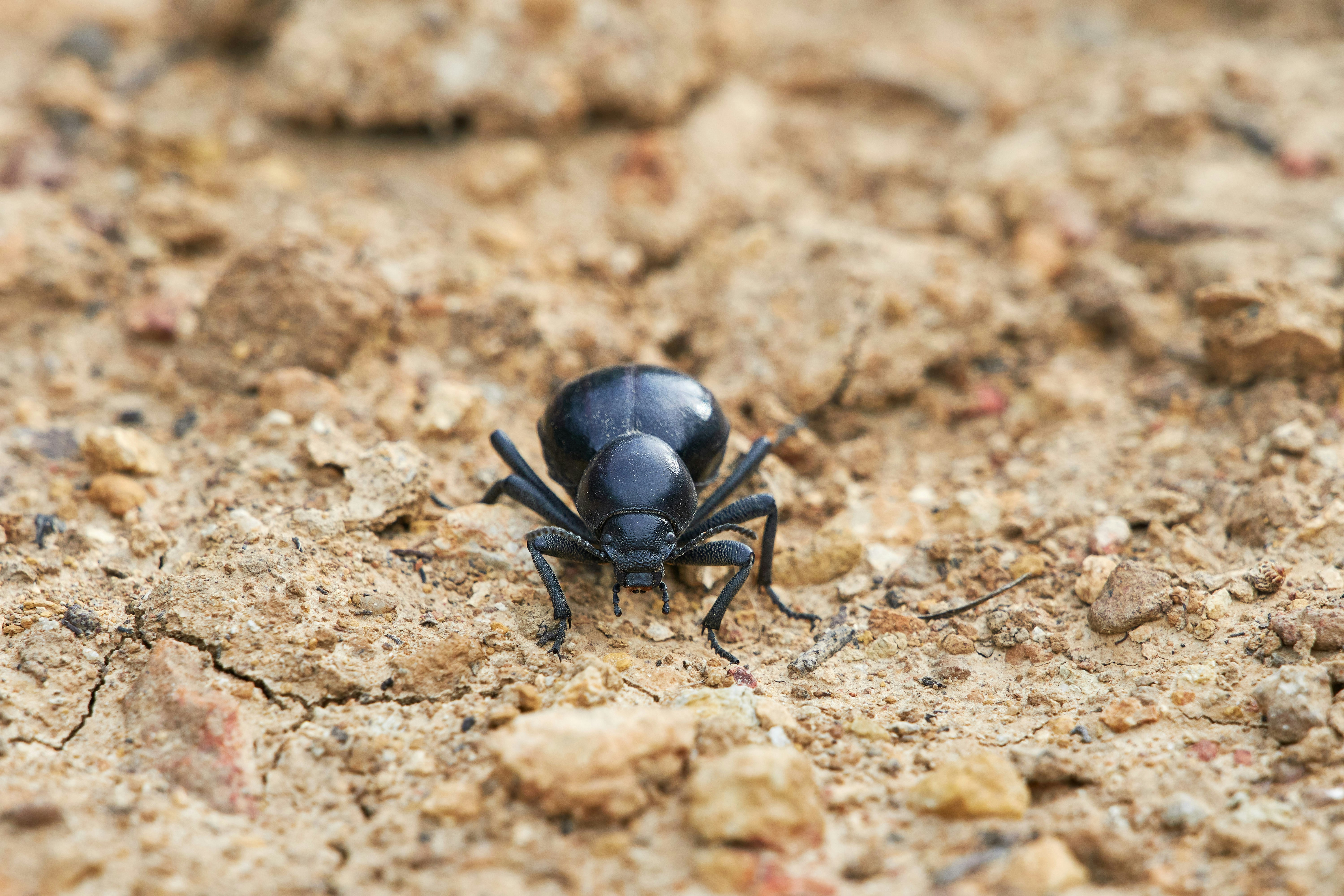 black beetle on brown ground during daytime